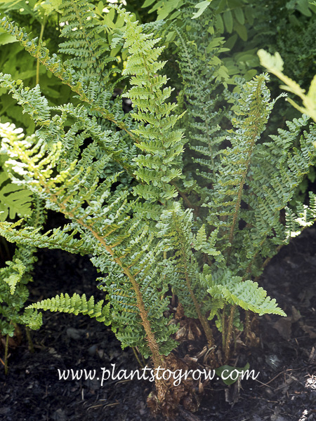 Stabierae Fern (Dryopteris x complexa Stablerae)